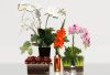 May flowers